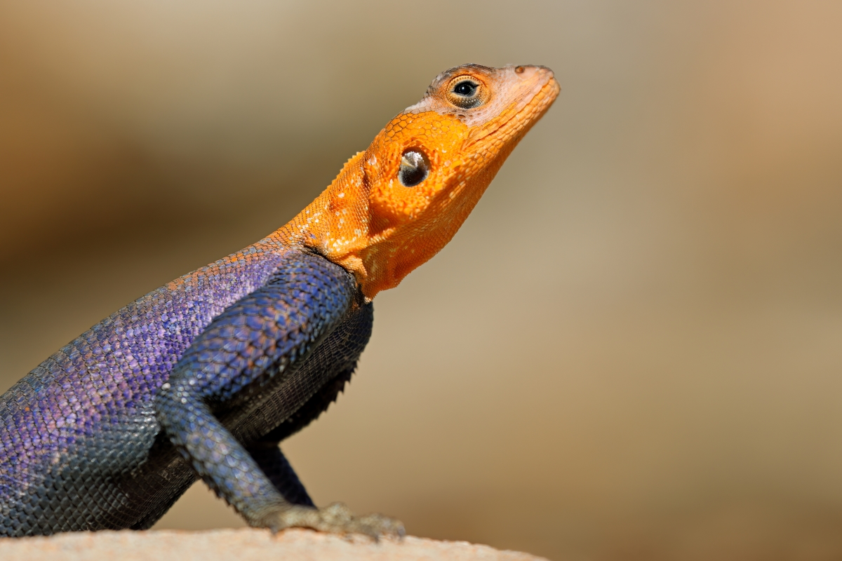 Portrait of a male Namib rock agama (Agama planiceps) in bright breeding colors