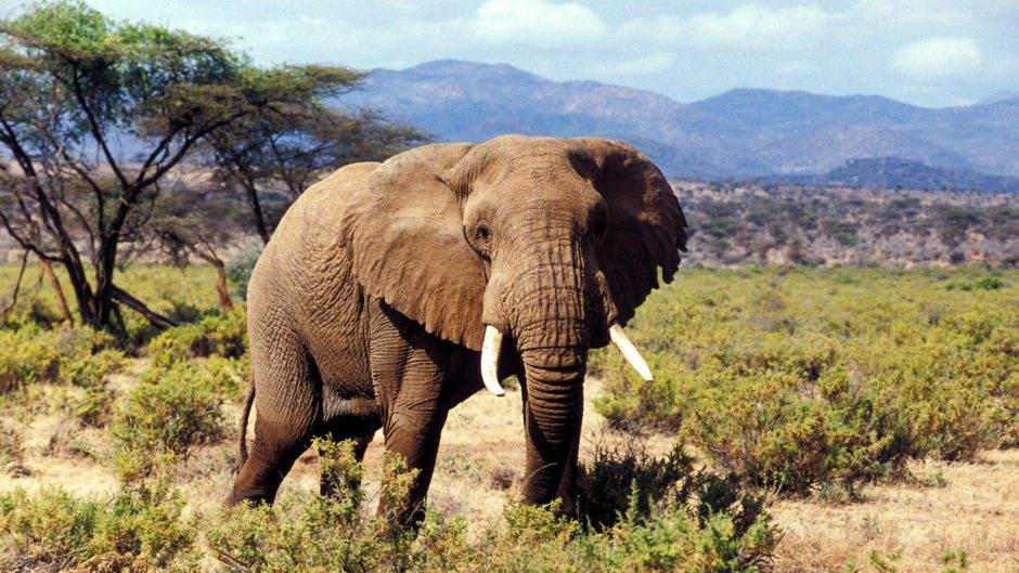 Elefantenbulle im Samburu Nationalpark im Norden Kenias