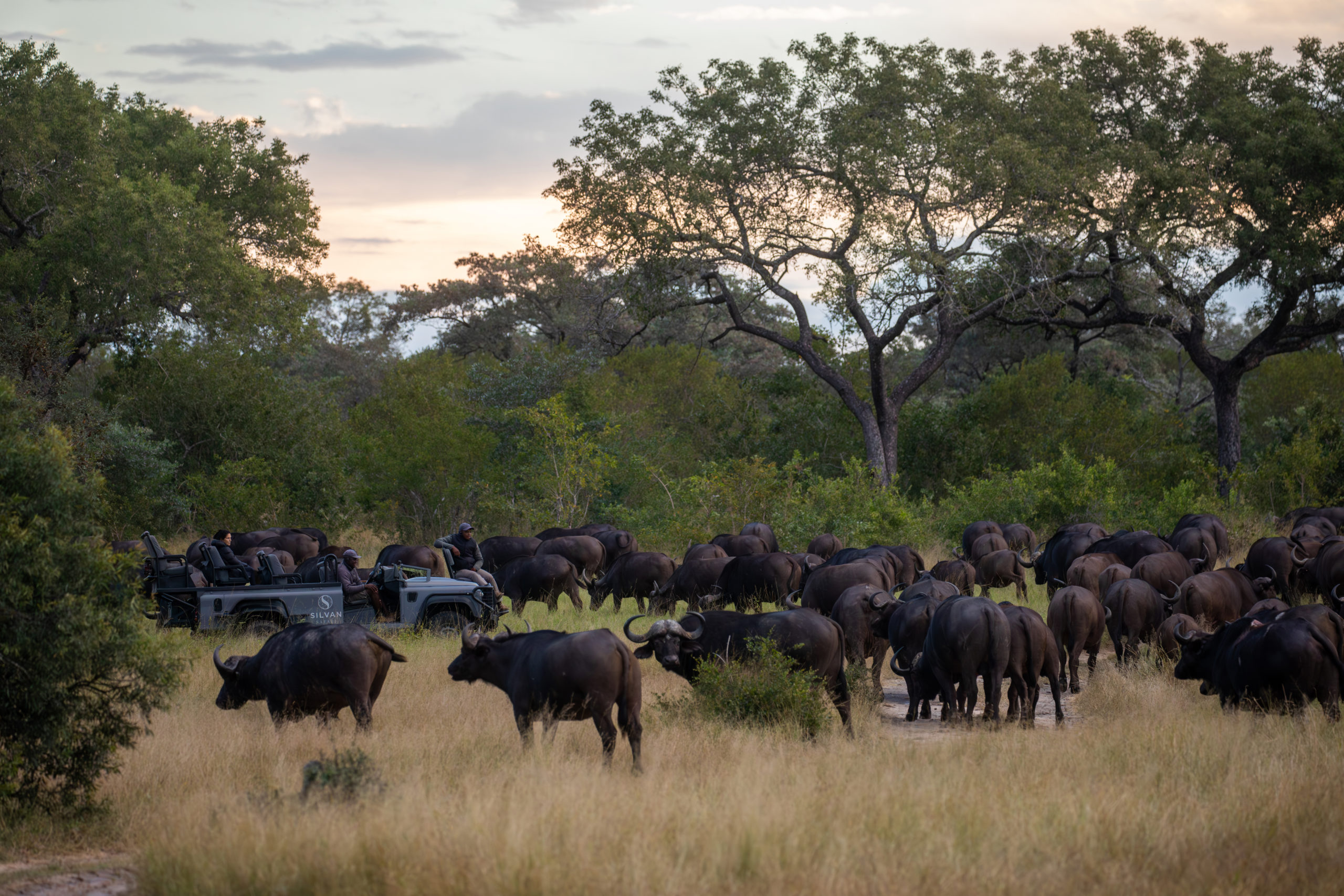 Game Drive at Silvan Safari