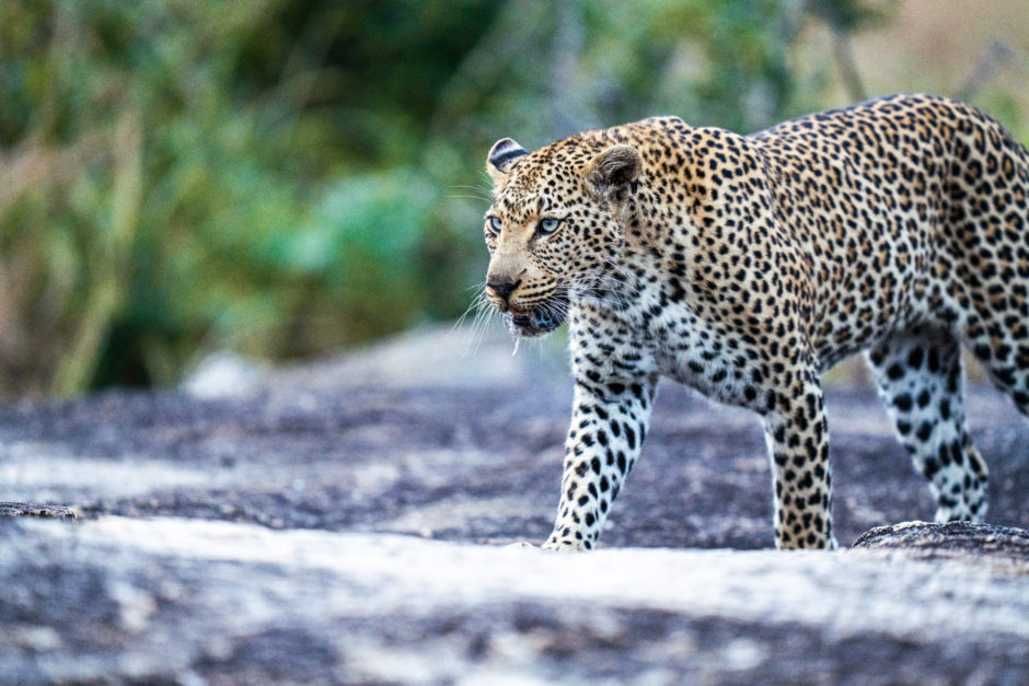 Tiyani, female leopard