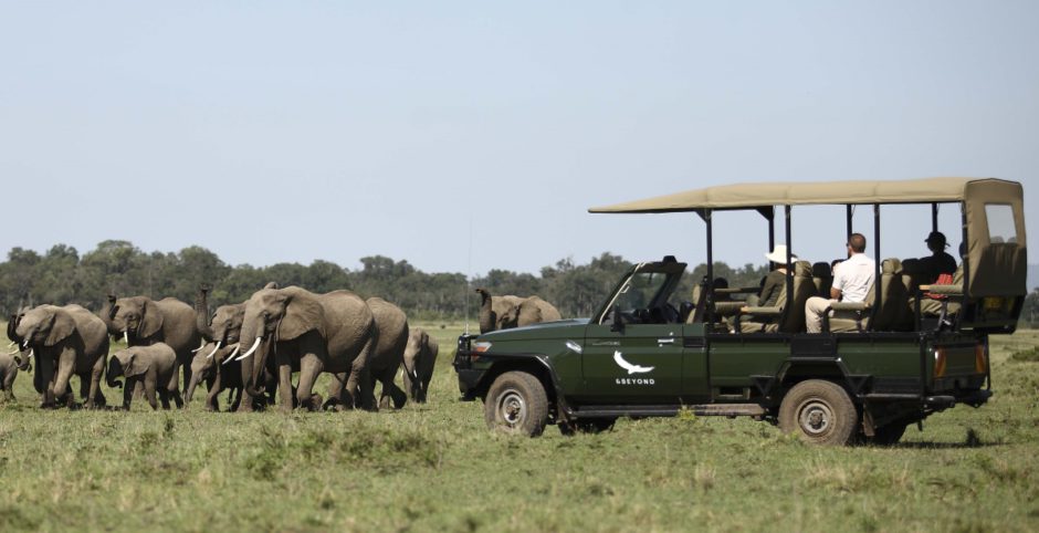 Pirschfahrt in der Masai Mara führt zu einer Elefantenherde