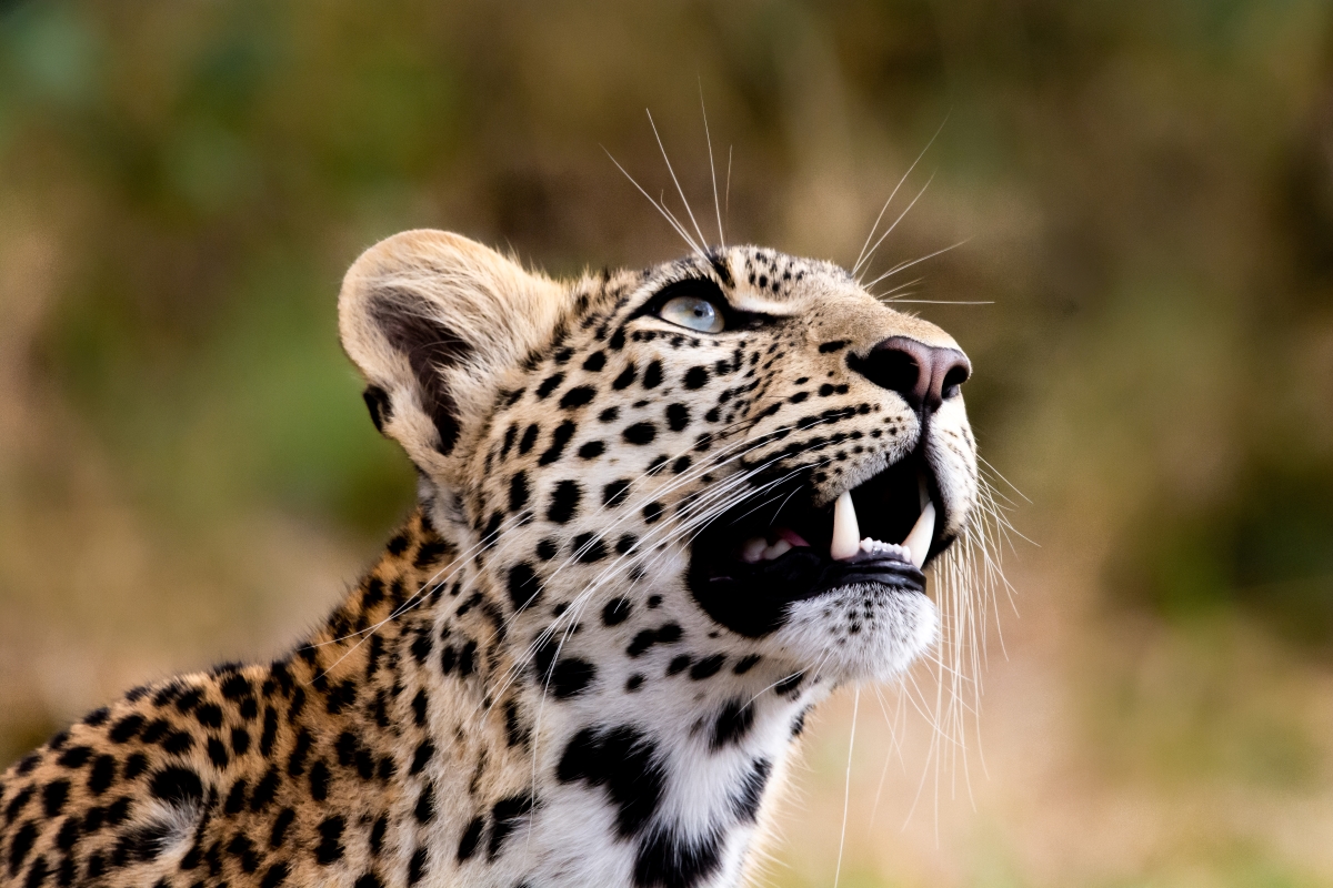 Close-up image of a leopard