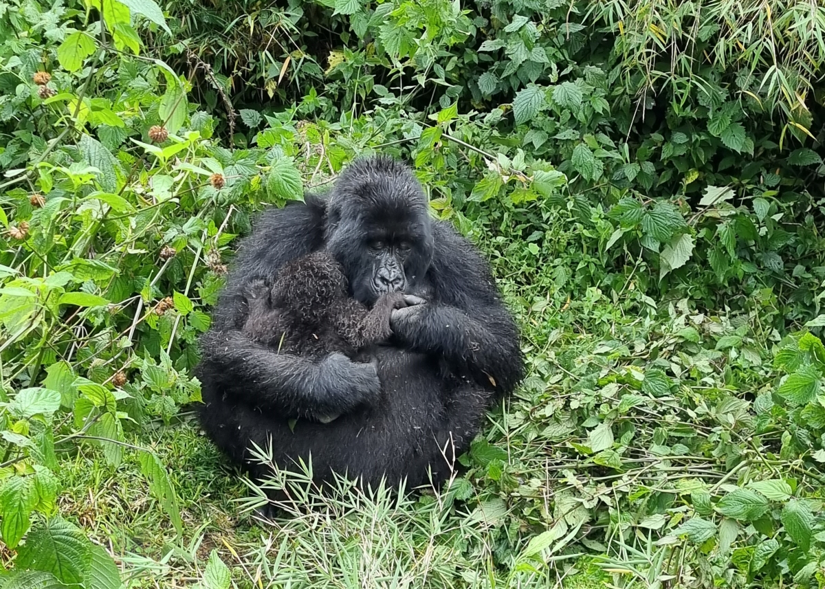 Mother gorilla nursing her baby