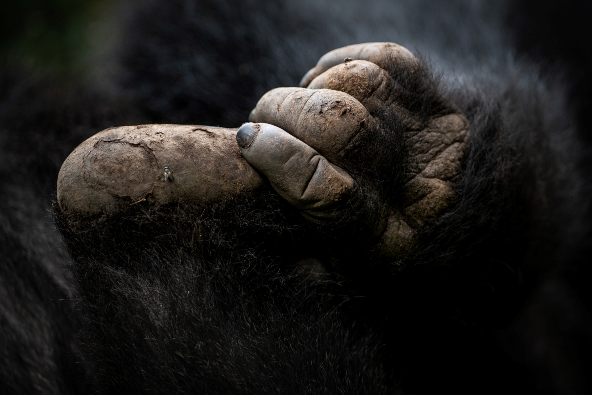 Close up of a gorilla hand grabbing its foot