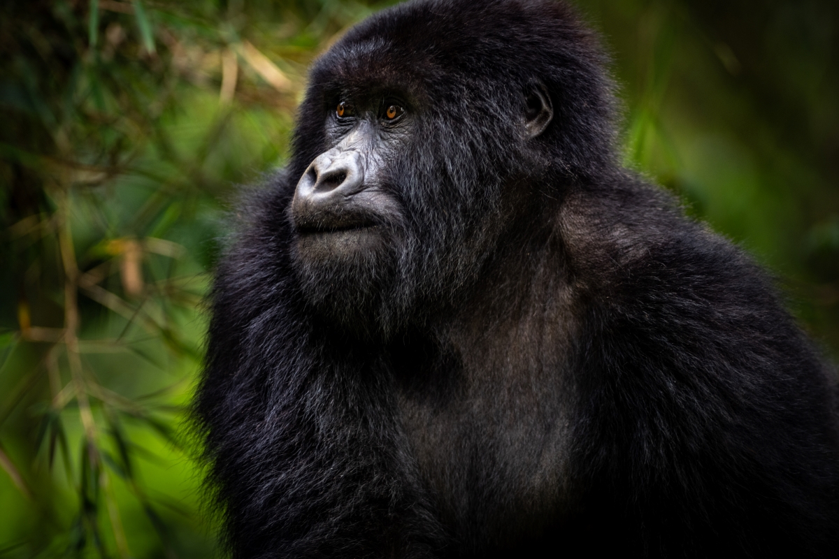 Gorilla in Volacnoes National Park, Rwanda