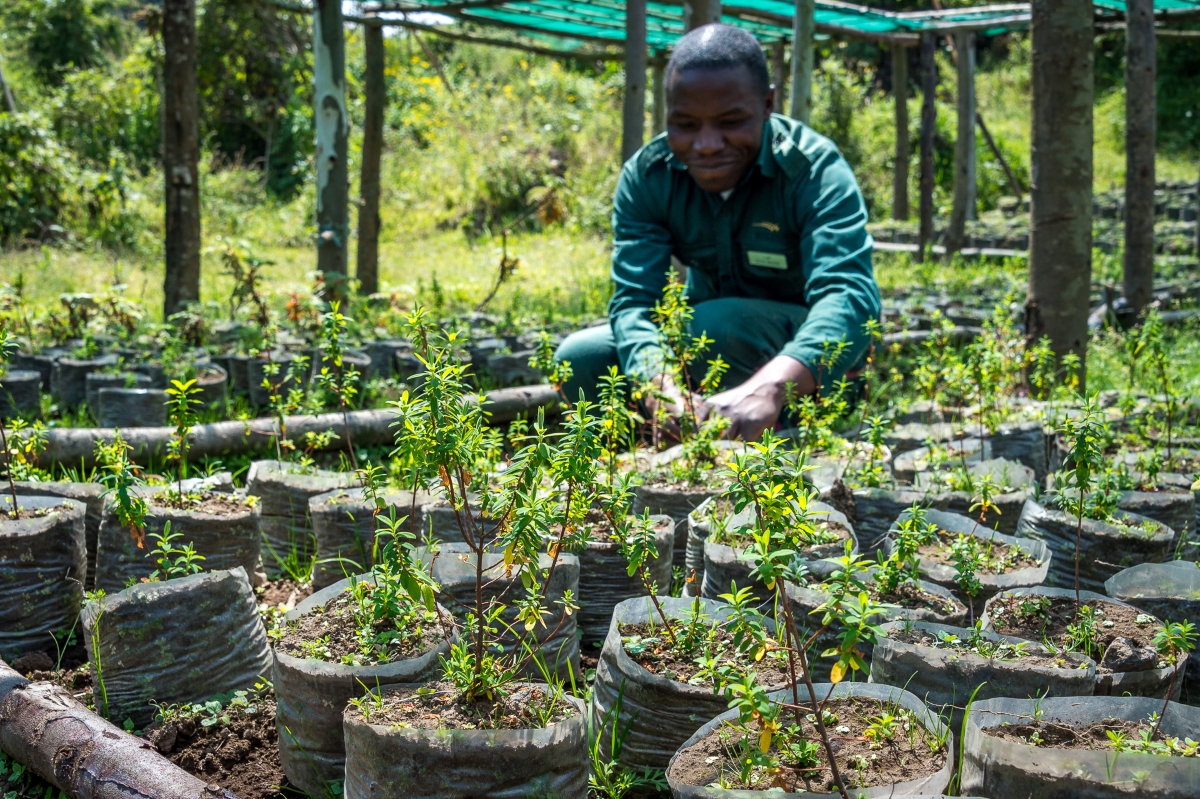 Rwandan man growing plants