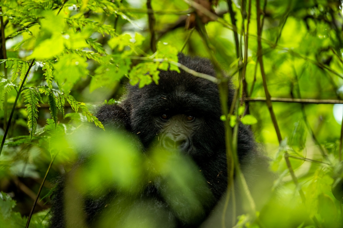 Gorilla peaking through thick forest vegetation