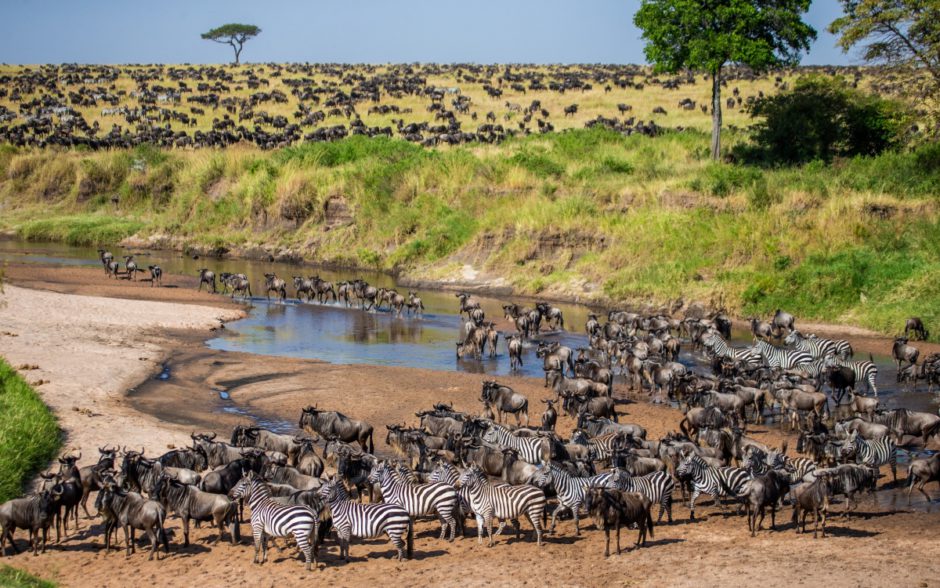 Große Herden von Gnus und Zebras bei der Großen Tierwanderung an einem Fluss in Kenia