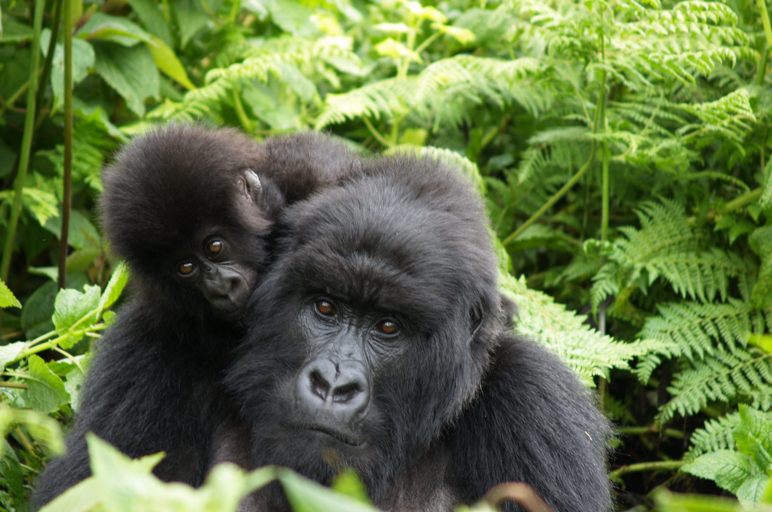 Gorilla mom with baby on back