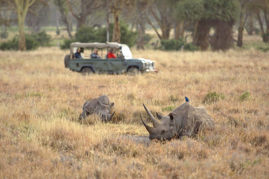 Nashorn-Sichtung auf Safari mit der ganzen Familie in Kenia