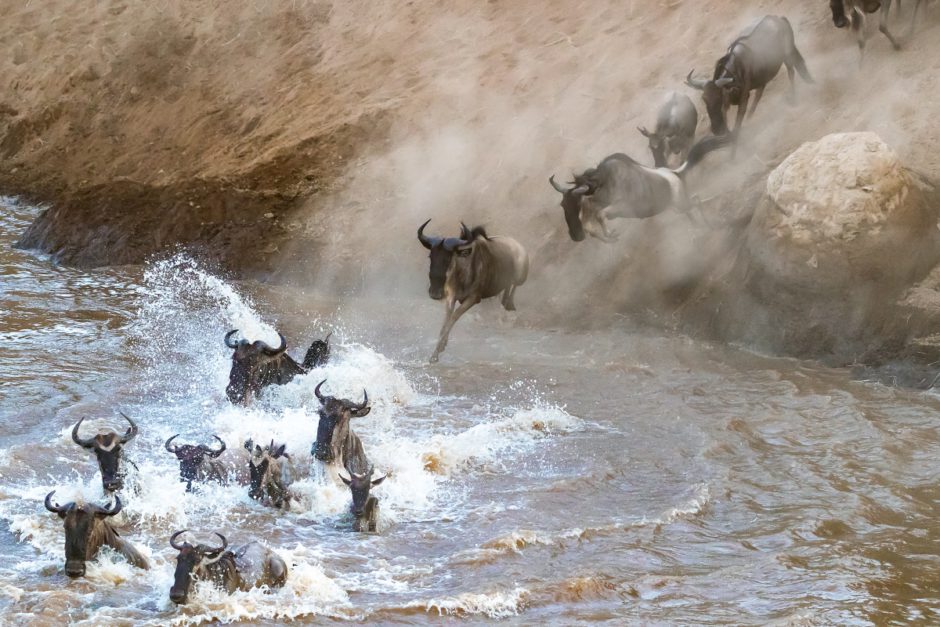 Gnus überqueren Fluss in Kenia