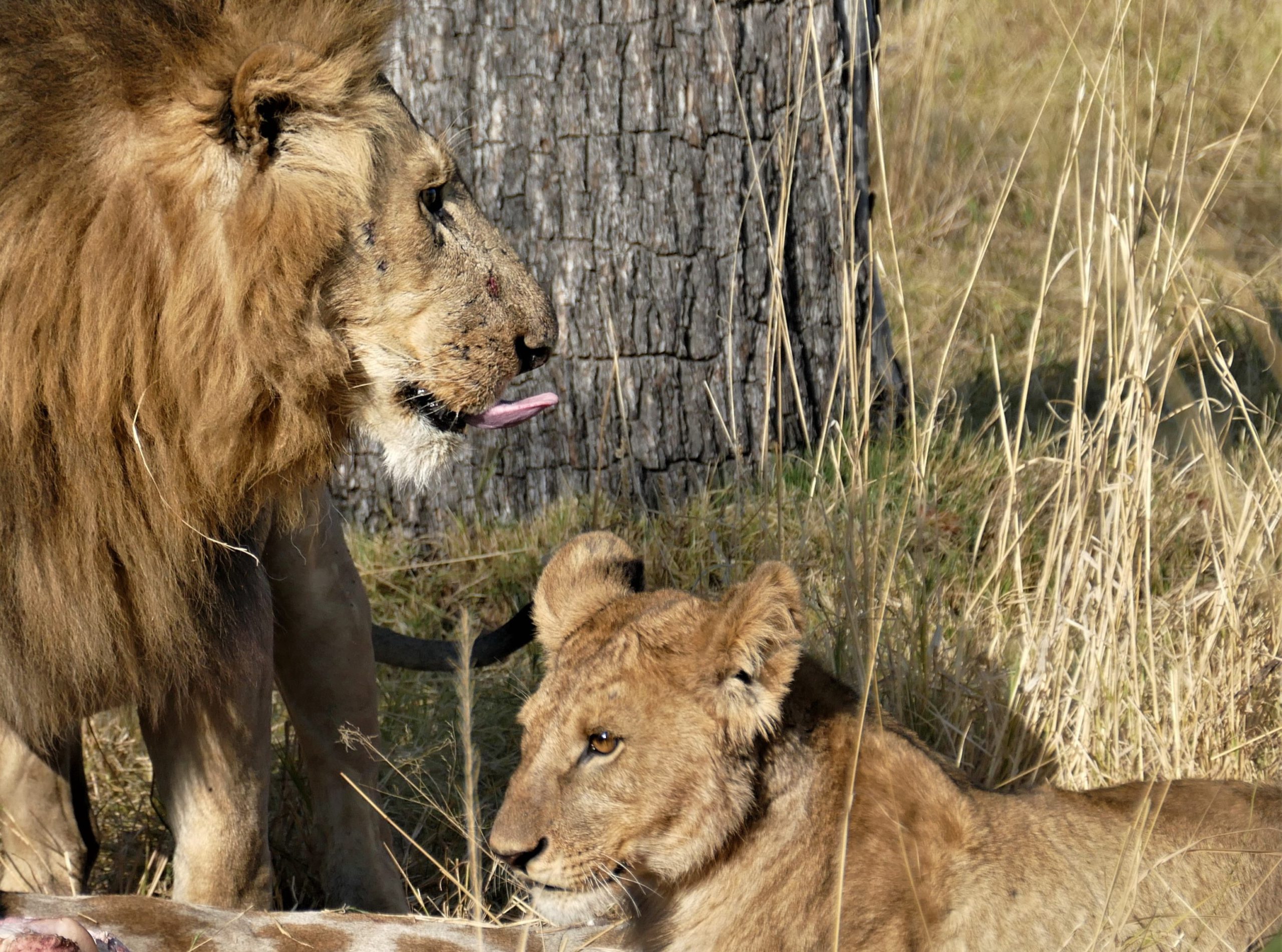 Lion and lioness enjoying a giraffe feast