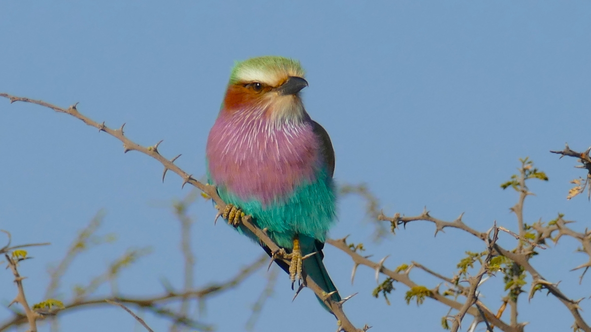 Lilac-breasted roller