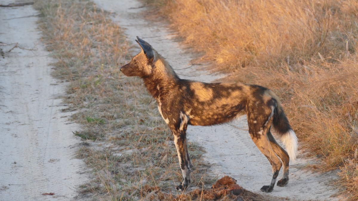 African Wild Dog