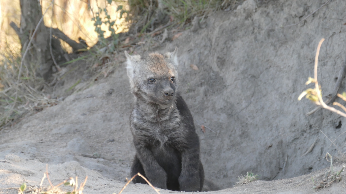 Hyena pup