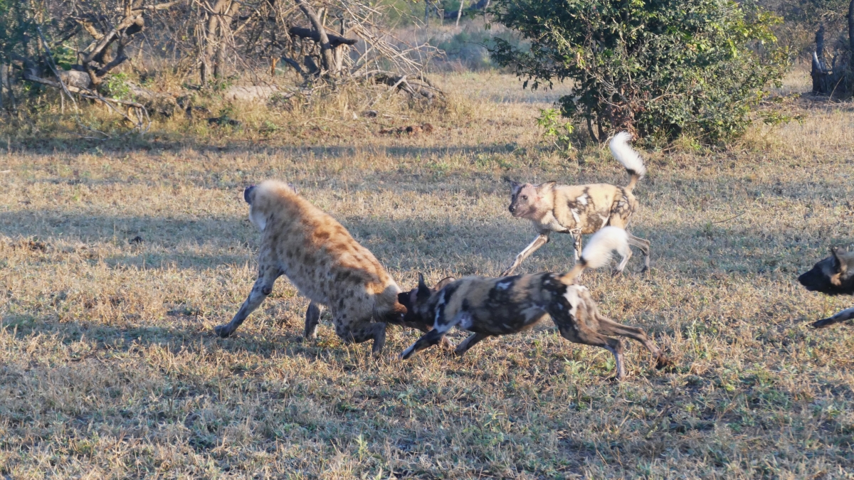 African Wild Dogs chasing a hyena