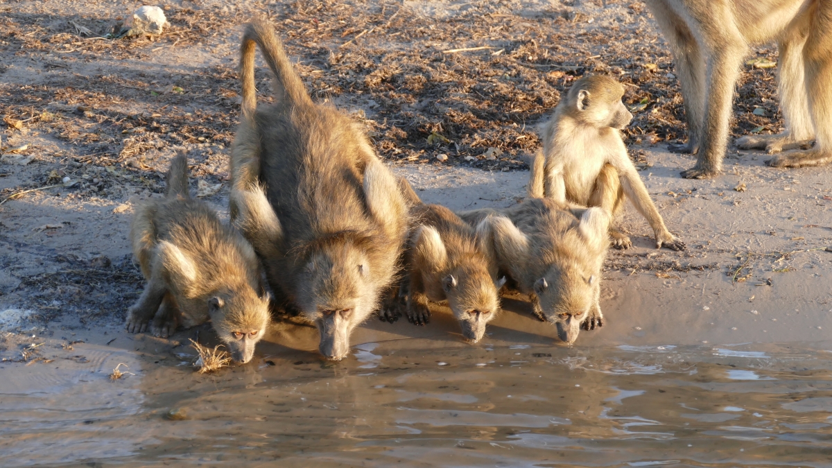 Monkeys drinking on the banks of the Chobe River