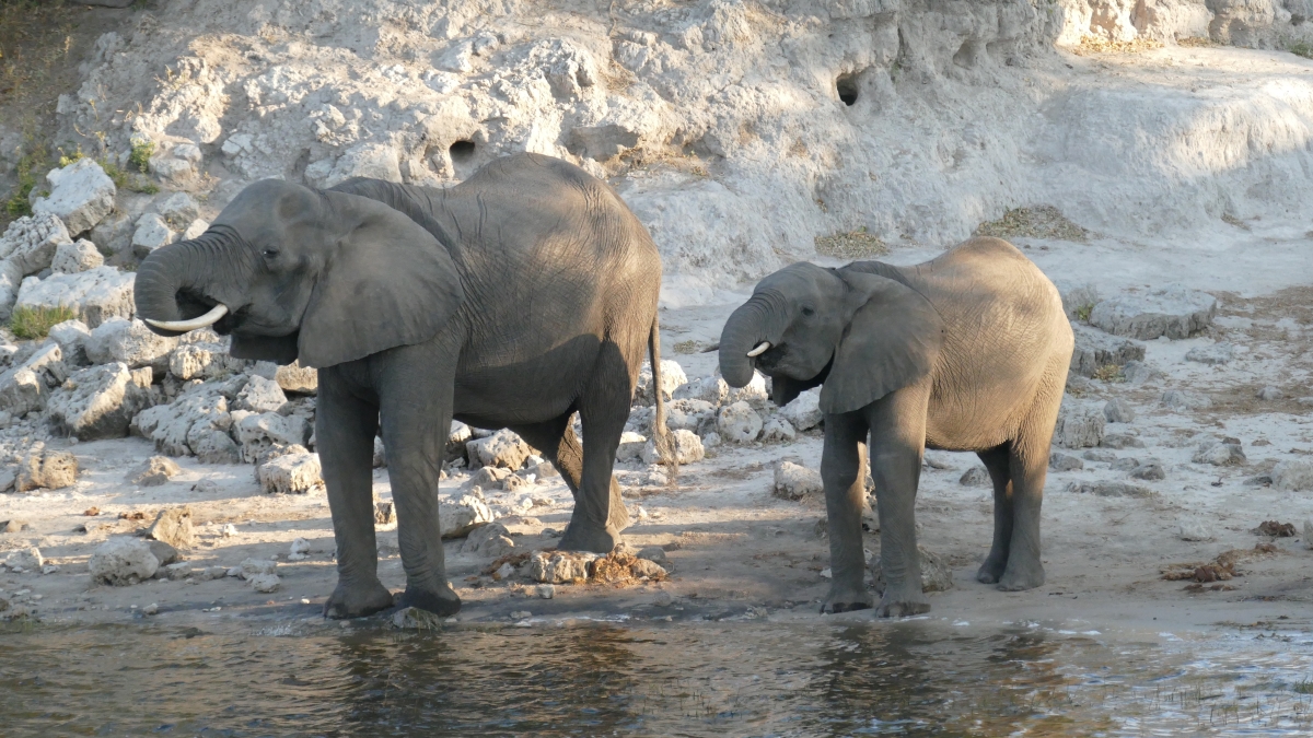 Elephants drinking along the Chobe River