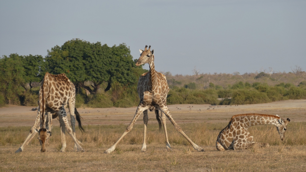 Herd of giraffes spotted on land from the Chobe River