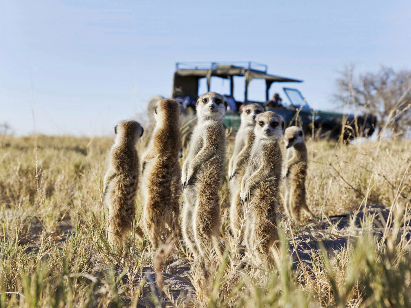 Meerkats with Jacks Camp in Botswana