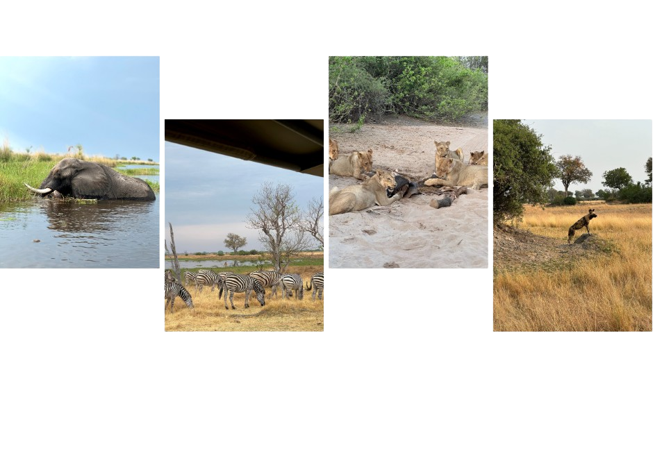 A collection of amazing sightings our Travel Expert had on safari in Botswana