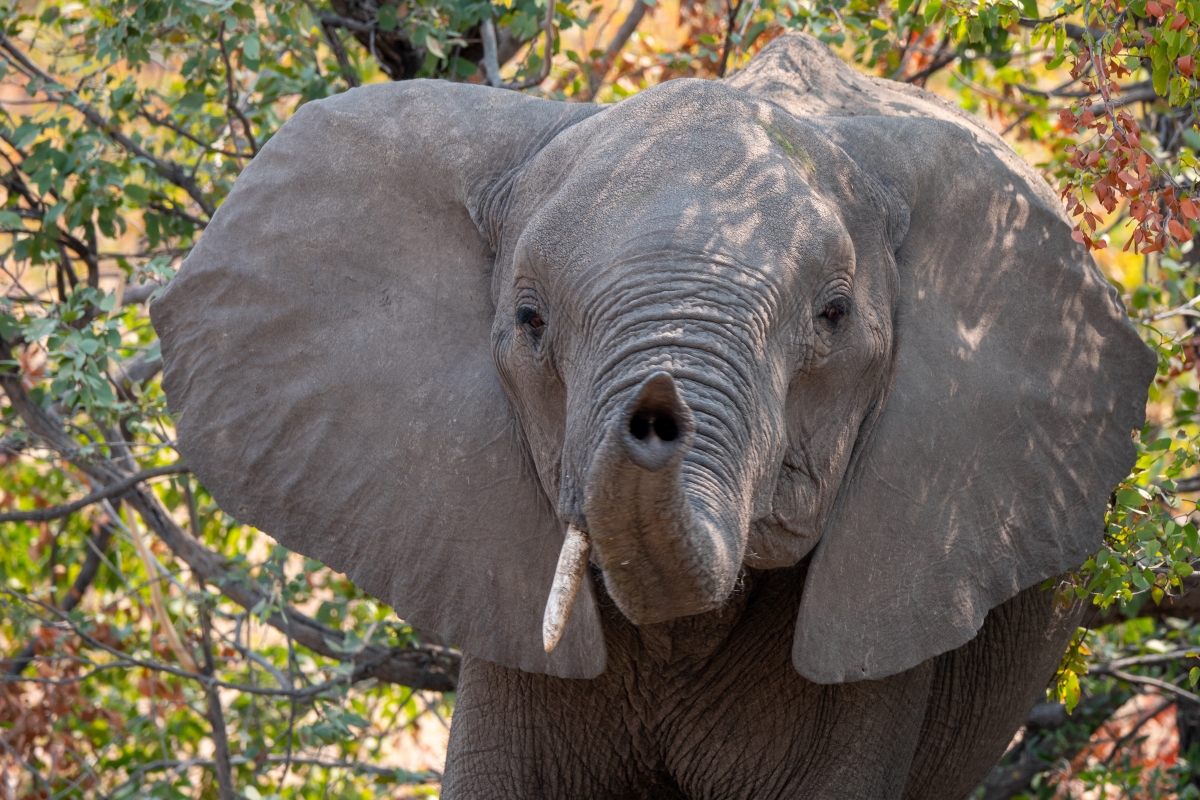 Elephant close up