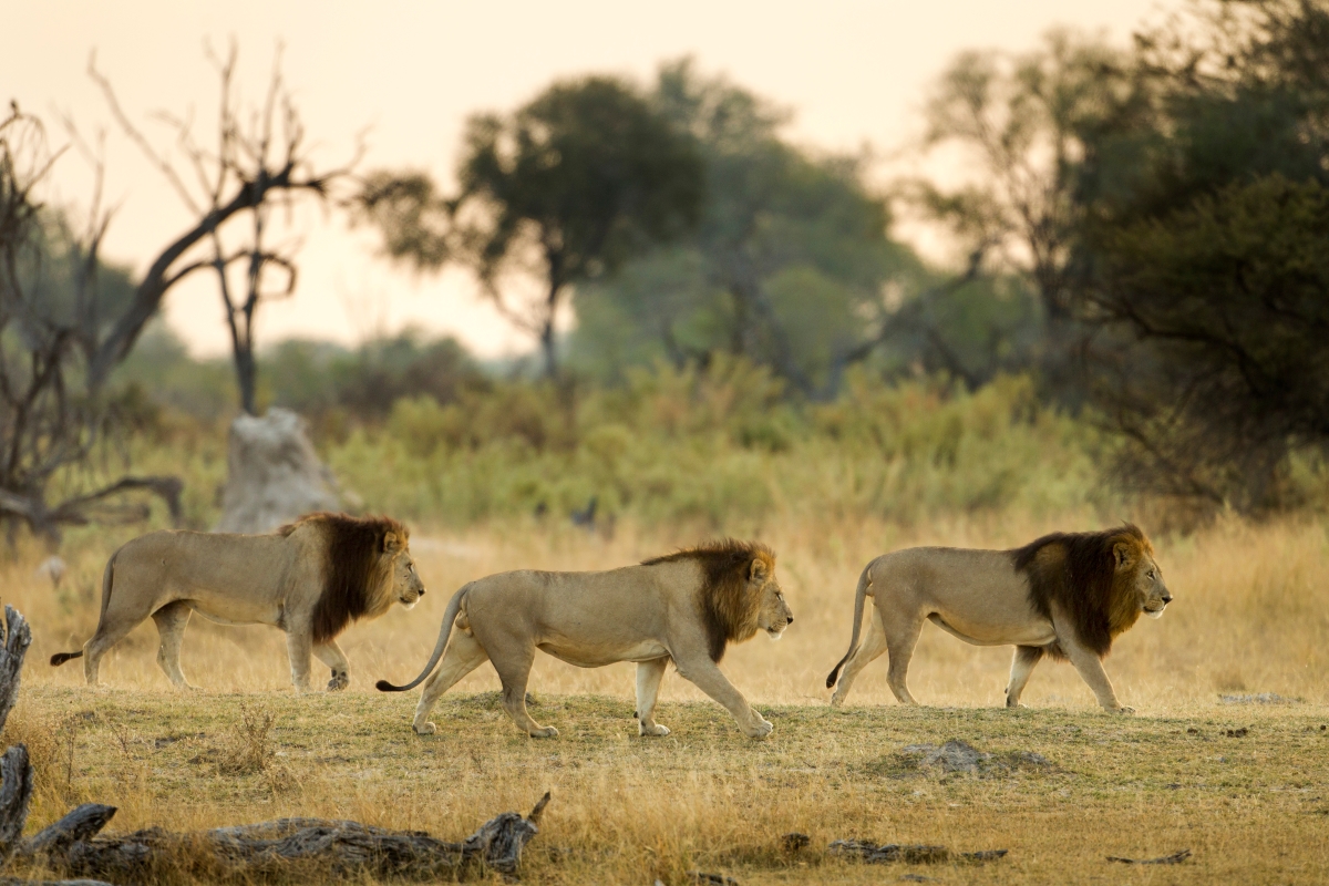 three male lions walking in a row