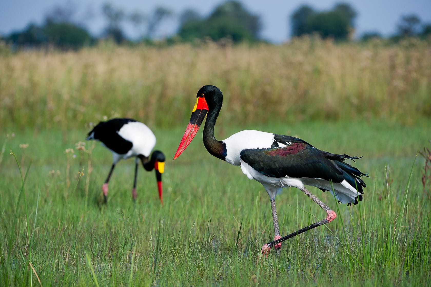 Birdlife is abundant in the Okavango River