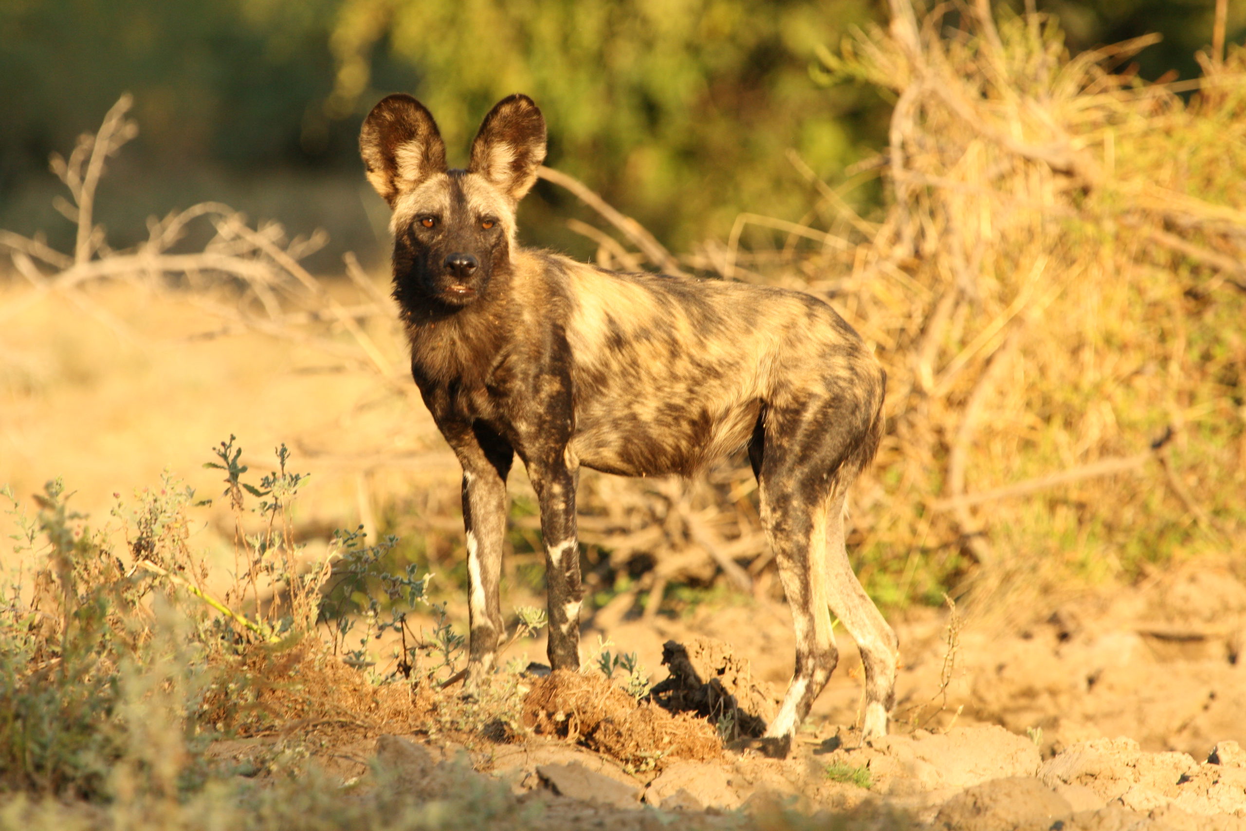 Wild dogs in Mana Pools