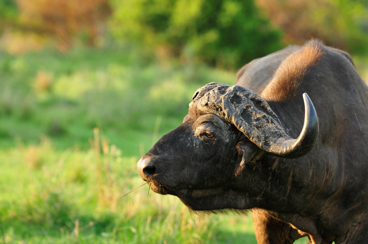 Buffalo in Sabi Sand