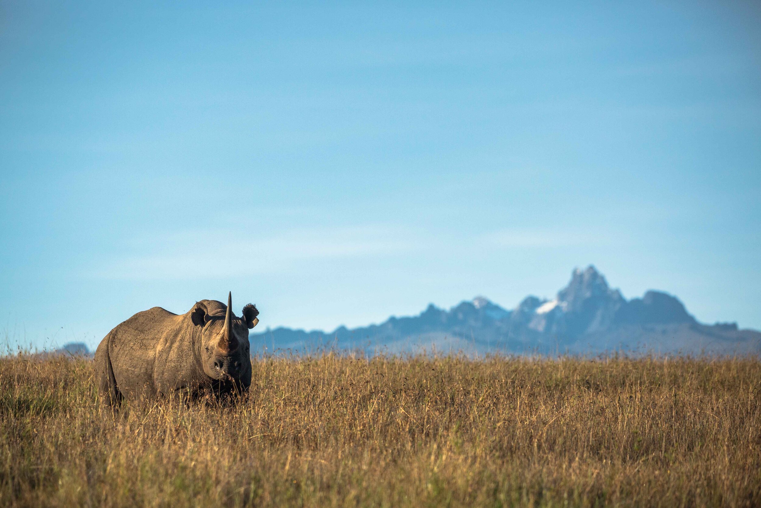 borana-conservancy-rhino Rhino conservation by Borana Conservancy